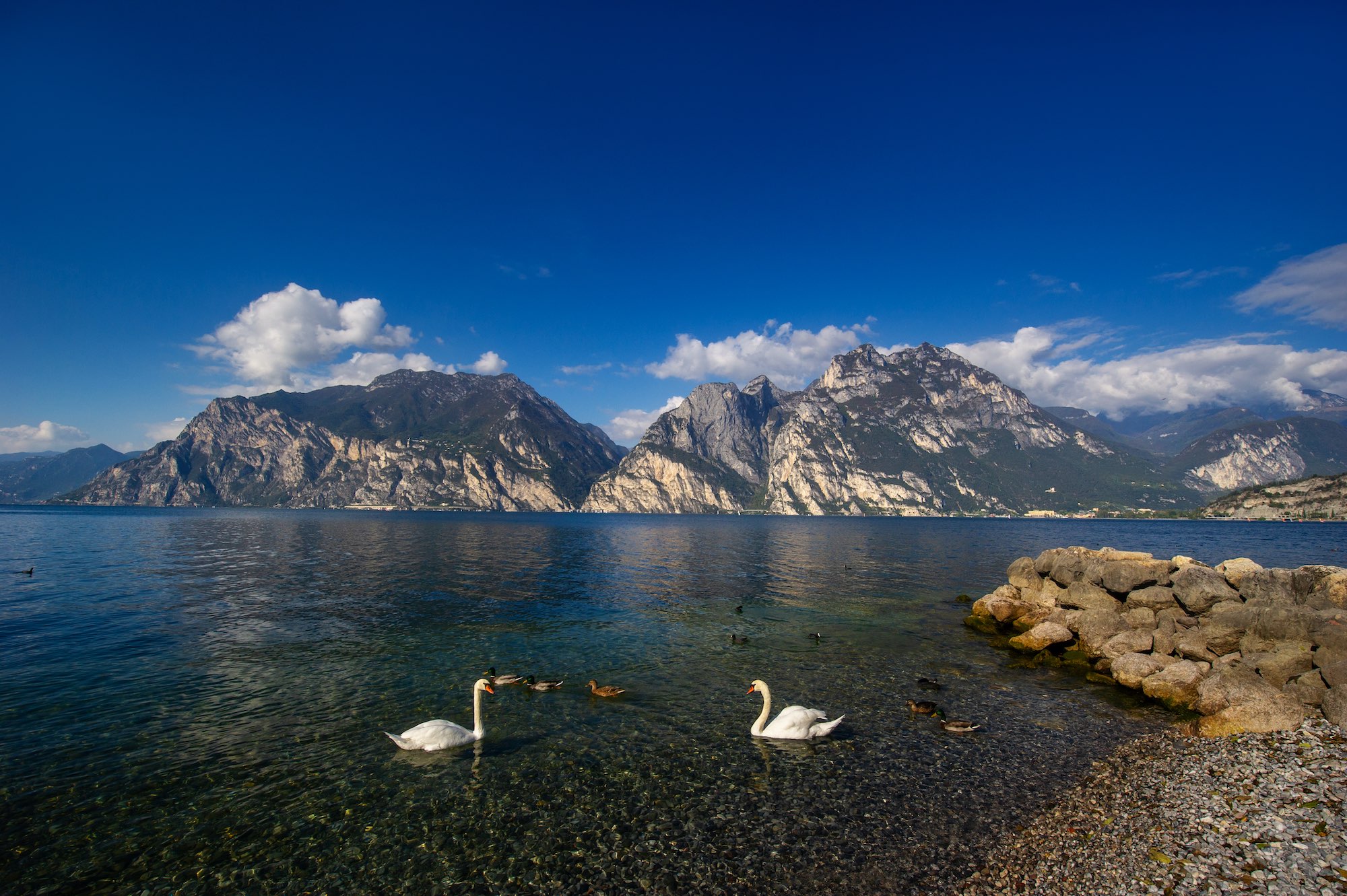 White swans on Lake Lago di Garda in alpine scenery